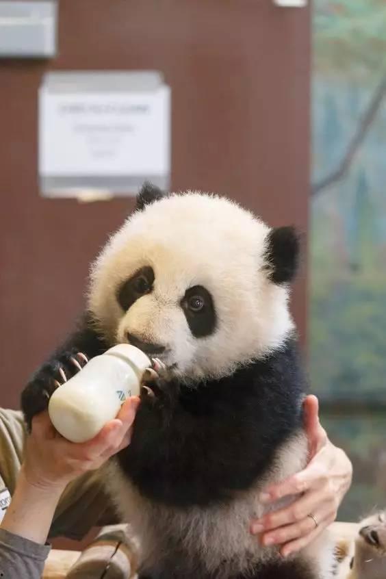 娱乐吃瓜酱熊猫生气